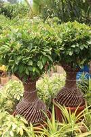 Ficus microcarpa tree plant on farm photo