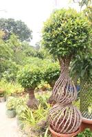 Ficus microcarpa tree plant on farm photo