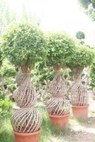 Ficus microcarpa tree plant on farm photo