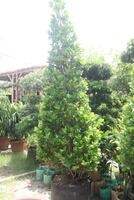 Ficus microcarpa tree plant on farm photo