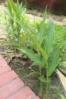 Ginger tree plant on farm photo