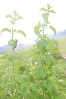 mesosphaerum suaveolens medicinal plant on field photo