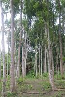 Mahogany tree plant on farm photo