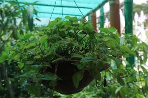 peppermint spice plant on hanging pot in nursery photo