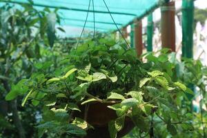 peppermint spice plant on hanging pot in nursery photo