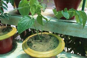 piper chaba leaf plant on bag for spice photo