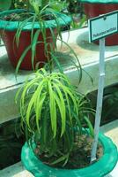 Podocarpus neriifolius leaf plant on nursery photo
