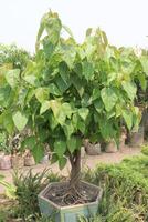 Sacred fig tree on nursery for sell are cash crops photo