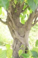 Sacred fig tree on nursery for sell are cash crops photo