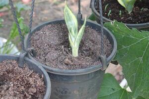 Sansevieria trifasciata Golden Hahnii plant photo