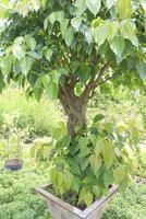 Sacred fig tree on nursery for sell are cash crops photo