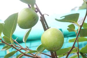 raw persimmon on tree in farm photo