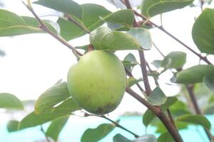 raw persimmon on tree in farm photo