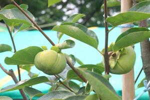 raw persimmon on tree in farm photo