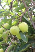 raw persimmon on tree in farm photo