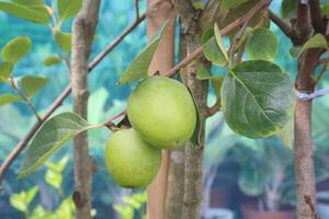 raw persimmon on tree in farm photo