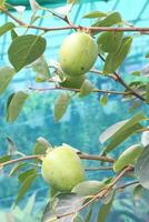 raw persimmon on tree in farm photo
