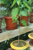 Sacred fig tree on nursery for sell are cash crops photo