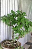 Sacred fig tree on nursery for sell are cash crops photo