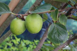 raw persimmon on tree in farm photo