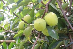 raw persimmon on tree in farm photo