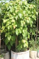 Sacred fig tree on nursery for sell are cash crops photo
