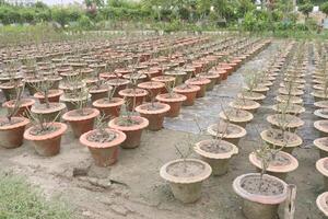 rose tree plant on pot in nursery photo