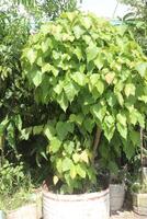Sacred fig tree on nursery for sell are cash crops photo