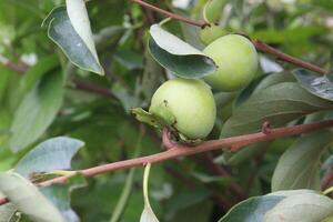 raw persimmon on tree in farm photo