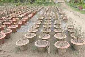 rose tree plant on pot in nursery photo