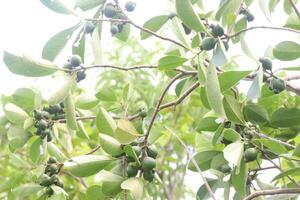 Strawberry guavas fruit plant on nursery photo