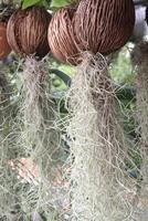 Spanish moss tree plant on hanging pot photo