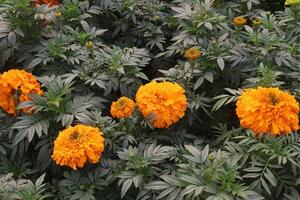 orange colored marigold flower on farm for sell photo