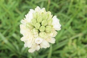 Tuberose flower plant on farm for harvest photo
