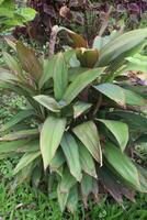 Ti plant on farm also called Cordyline fruticosa photo