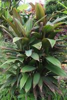 Ti plant on farm also called Cordyline fruticosa photo