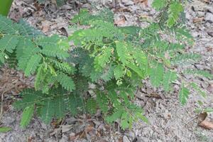 tamarind plant seedling on farm for sell photo
