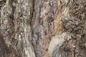 natural textured tree bark background photo