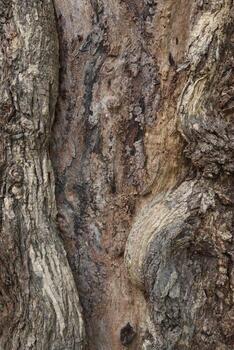natural textured tree bark background photo