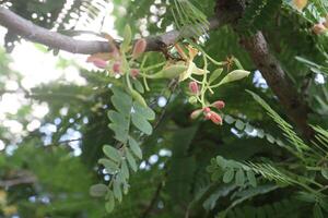 tamarind on tree in farm for sell are cash crops photo