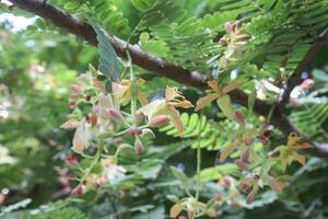 tamarind on tree in farm for sell are cash crops photo