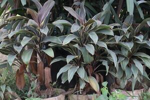 Ti plant on farm also called Cordyline fruticosa photo