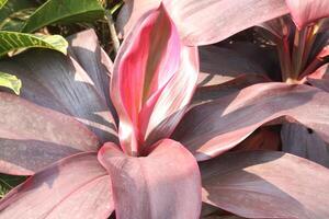 Ti plant on farm also called Cordyline fruticosa photo