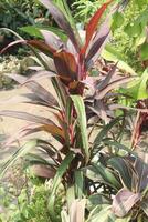 Ti plant on farm also called Cordyline fruticosa photo