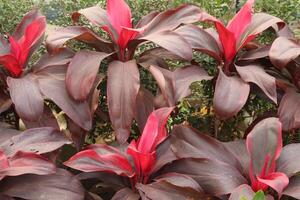 Ti plant on farm also called Cordyline fruticosa photo