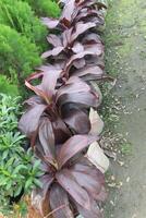 Ti plant on farm also called Cordyline fruticosa photo