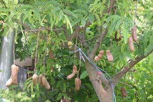 tamarind on tree in farm for sell are cash crops photo