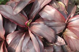 Ti plant on farm also called Cordyline fruticosa photo