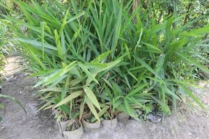 Thysanolaena leaf plant on nursery photo