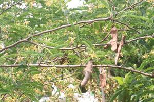 tamarind on tree in farm for sell are cash crops photo